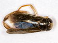 Corixa punctata